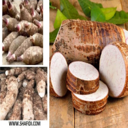 SBJEI-FRESH COCO YAM LARGE -GROWS ON NORMAL LAND